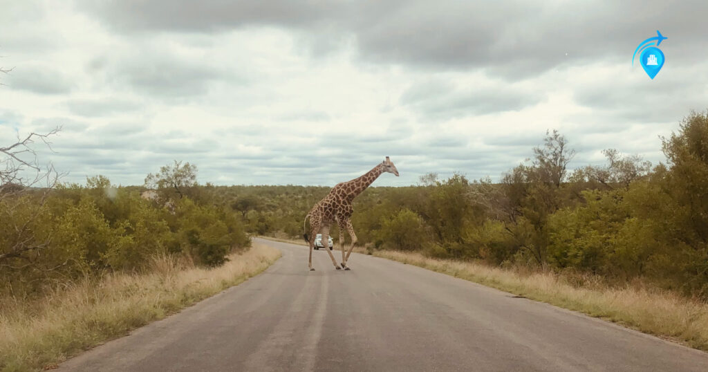 Kruger National Park - BIG SAFARI DESTINATION