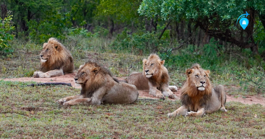 Luxury Meets Wilderness In Sabi Sands Game Reserve
