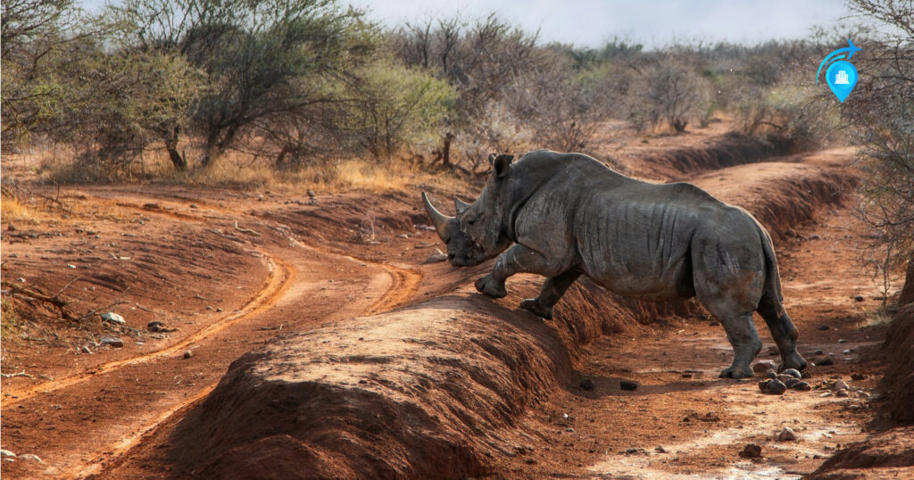 Madikwe Diversion Save – Off The Beaten Path