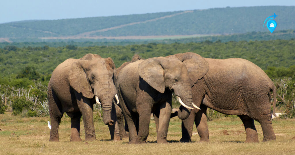 More Than Elephants At Addo Elephant National Park